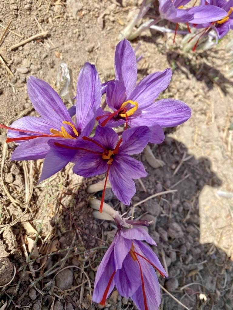 Know Everything About Saffron Before Making a Purchase